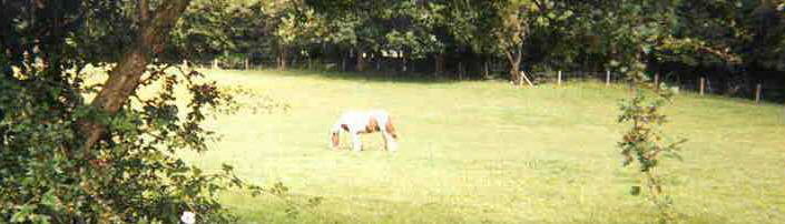 Rusall Park Riding Stables - ++44 (0)1202 692194, ask for Richard if you want tuition